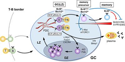 Frontiers | Generation Of High Quality Memory B Cells